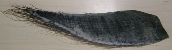 Single piece of humpback baleen