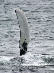 Pectoral flipper seen as a humpback is rolling at the surface (Photo by Kirk Hardcastle)