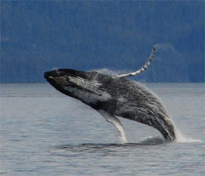Pectoral flippers seen as a humpback is breaching (Photo by Suzie Teerlink)