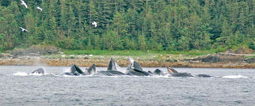 Large group of humpback whales bubble net feeding near Juneau (Photo by Cameron Byrnes)