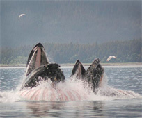 Humpback whales bubble net feeding (Photo by Cameron Byrnes)