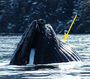 Ventral grooves of a surface feeding humpback (Photo by John Moran)