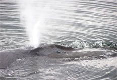 Exhaling humpback (Photo by Kirk Hardcastle)