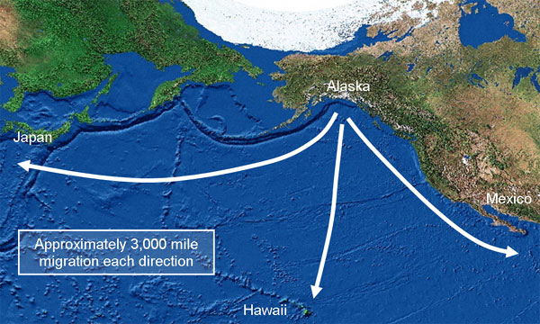 Humpback migration paths in the North Pacific Ocean