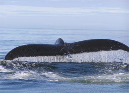 Humpback whale sounding (Photo by John Moran)