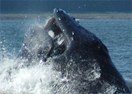 Humpback whale lunging through a herring school (Photo by John Moran)