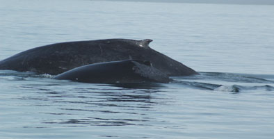 Mother and calf pair in lower Lynn Canal (Photo by John Moran)