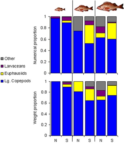Chart of juvenile Pacific ocean perch size-classes