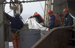 Photo of a ring net being brought onboard