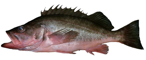 silvergray rockfish