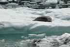 harbor seals and glacial ice