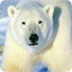 Image - polar bear