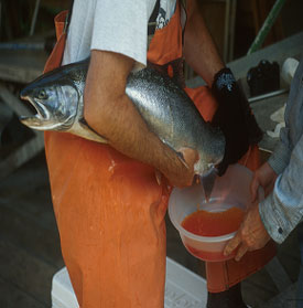 Collecting salmon eggs