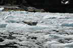 harbor seals and glacial ice