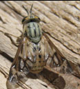 Deerfly (Chrysops spp.)