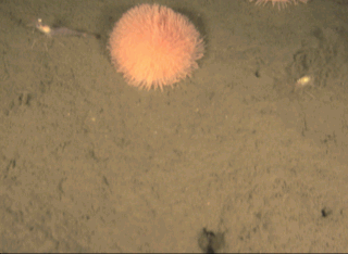 Seafloor images of southeastern Bering Sea