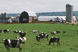 Cattle in pasture at a dairy farm