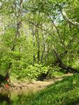 Location 9 - Looking upstream on Little Elk Creek at healthy riparian vegetation