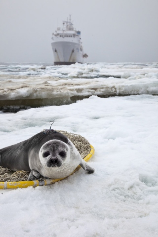 Young Ribbon Seal and McArthur II