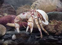 [Alaskan Hermit Crab, thcrabak_herm.jpg=7KB]