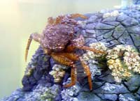 [Helmet Crab, thcrabtelekin.jpg=9KB]