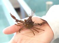 [Graceful Kelp Crab, thcrabkelpa.jpg=5KB]