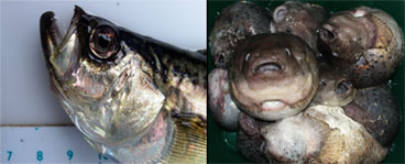 Pacific sandfish, Pallid eelpout
