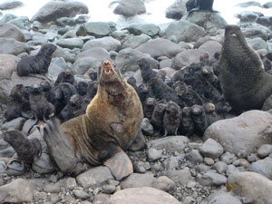 northern fur seal and pups
