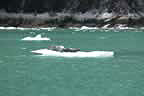 harbor seals and glacial ice