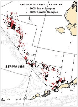 2005 chum salmon Bering Sea bycatch sample locations
