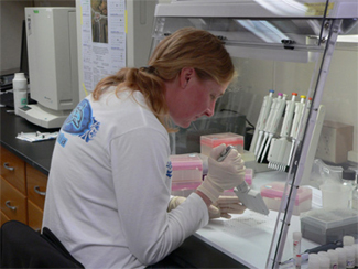 Loading PCR plates in ABL's genetics lab
