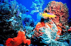 photo of coral reef