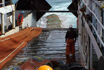 Large catch of rockfish being hauled aboard F/V Unimak Enterprise