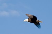 Bald eagle in flight. Photo by Art Bromage under a Creative Commons license