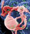 Microscopic view of HIV