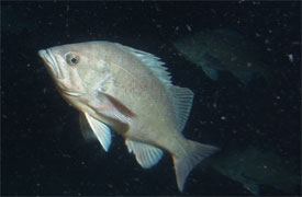 Dusky rockfish as seen from Delta submersible