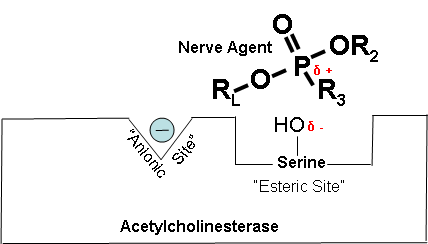 Nerve Agent Binding