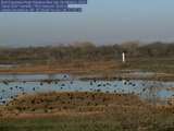 Thumbnail of flock of small birds flying in front of webcam; click for larger image.