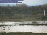 Thumbnail of a pair of Sand Hill Cranes in pond in front of webcam; click for larger image.
