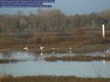 Thumbnail of cranes flapping their wings on the pond in front of webcam; click for larger image.