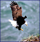 Bald Eagle [Photo credit: Dave Menkeus, FWS]