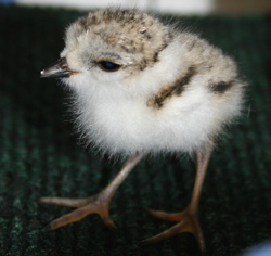 One of three trailblazing Illinois piping plover chicks. Credit: Lincoln Park Zoo