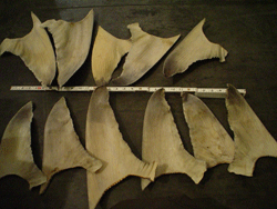 Dried shark fins slated for illegal export; the Federal probe began when a Service wildlife inspector in Atlanta noticed the shipment in an airport warehouse. Credit: USFWS