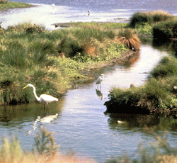 Wetlands provide valuable habitat for wading birds, such as the great egret and snowy egret.