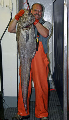 Giant grenadier caught on AFSC longline survey