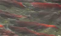 sockeye salmon holding in the Matanuska River