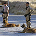 Iraqi Police train working dogs in explosives and narcotics detection