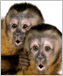 Photo of two capuchin monkeys.