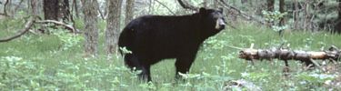 A Black Bear lingers in a forest opening.