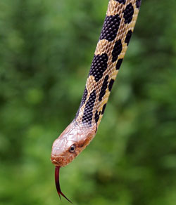 An Eastern fox snake before it is released into the Shiawassee National Wildlife Refuge. © Jeff Schrier/The Saginaw News